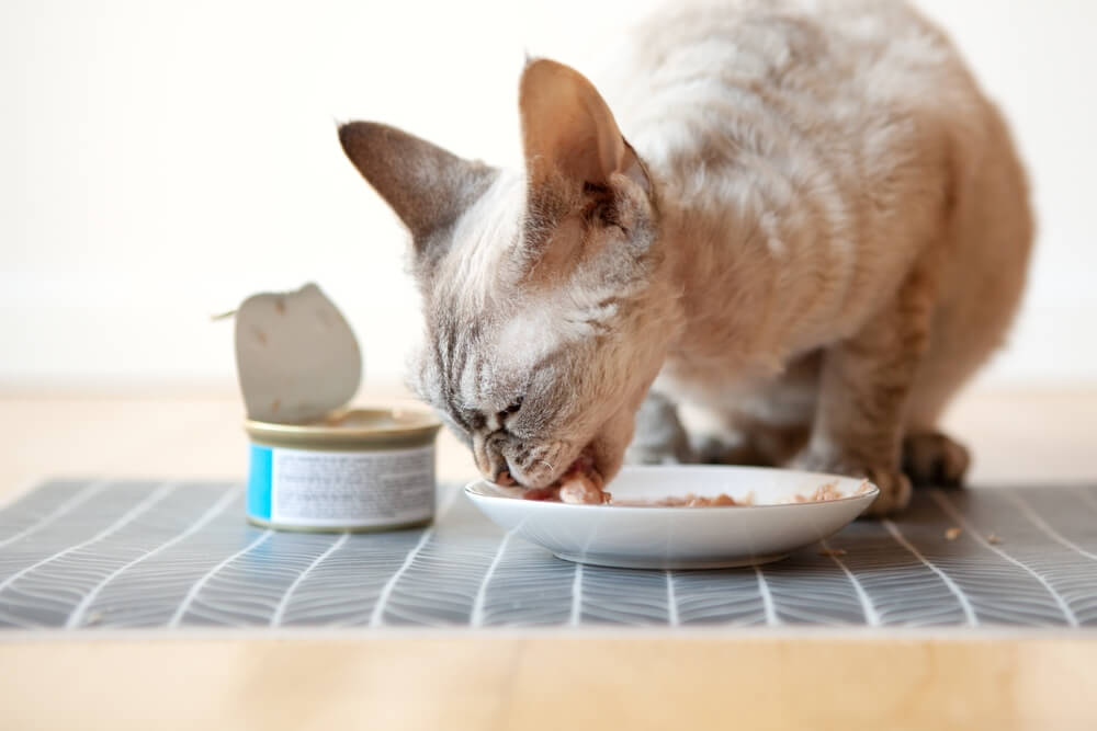 Is Salmon Oil Good for Cats
