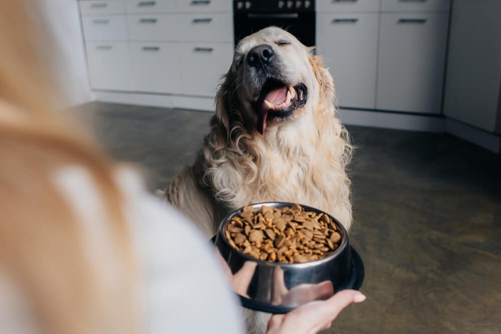 Is The Honest Kitchen Dog Food Worth it
