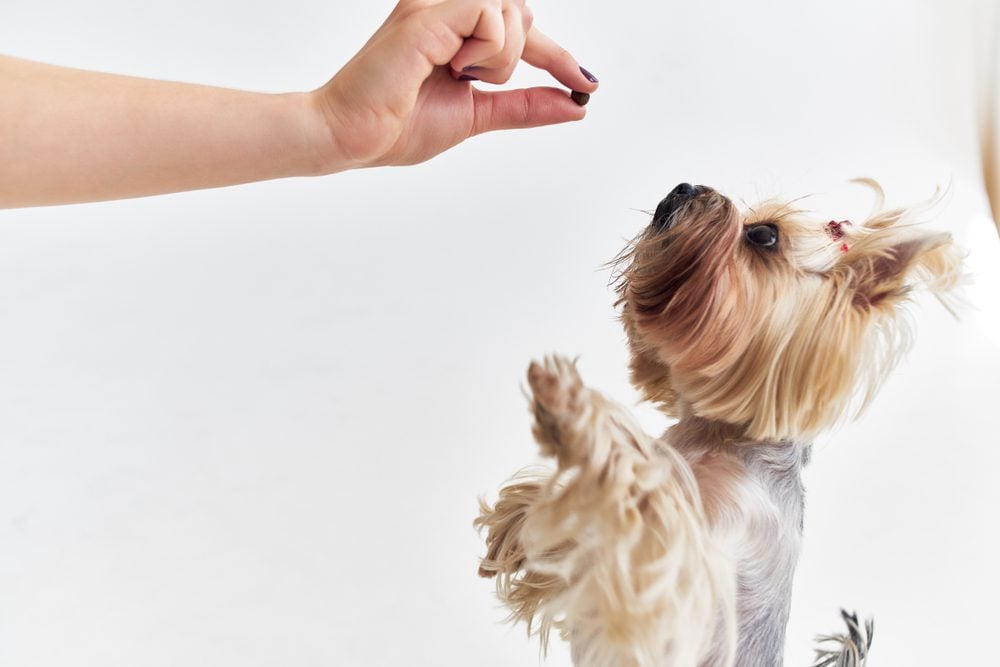 Ivermectin Dosage for Dogs