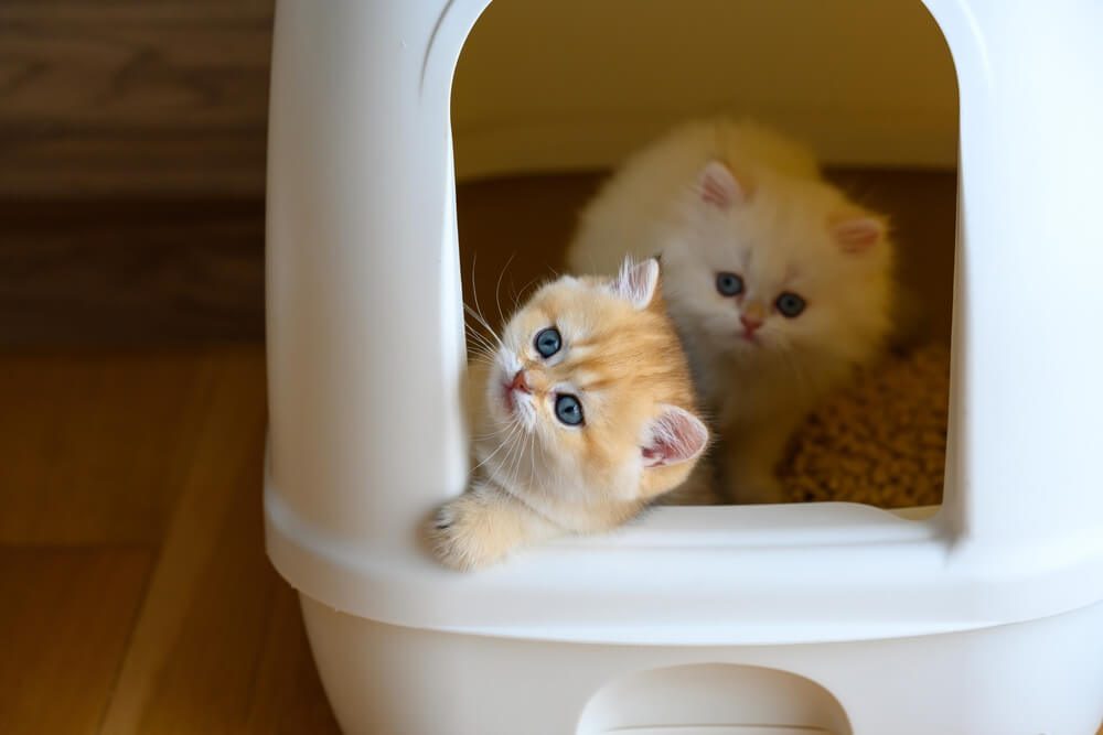 Kittens in a litterbox