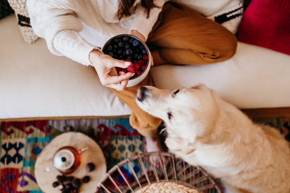 Natural Ways to Include More Vitamins in Your Dog's Diet