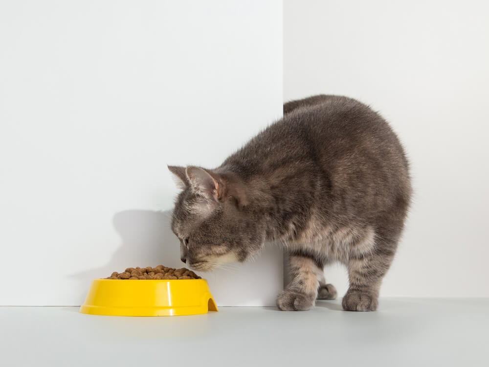 Cat eating Nutro cat food