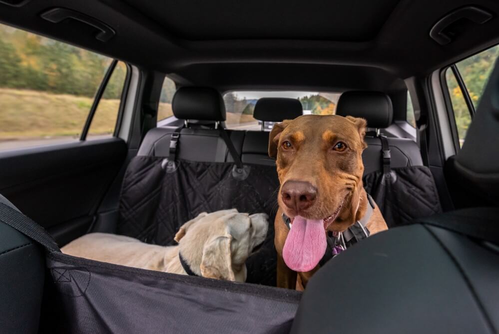 Large Dog Car Seat