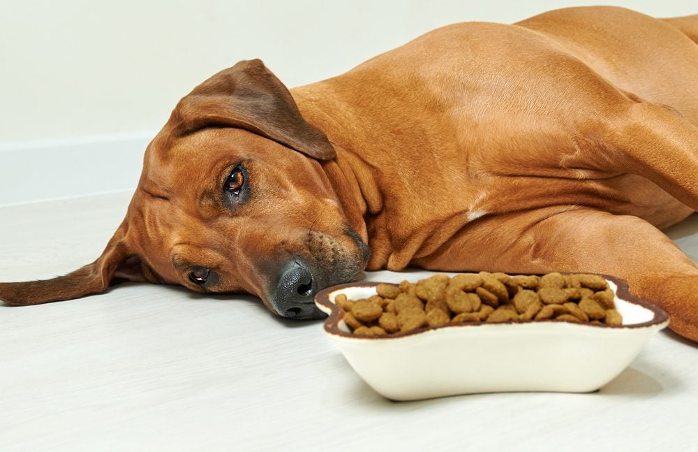 Potential Side Effects and Risks of Aspirin for Dogs