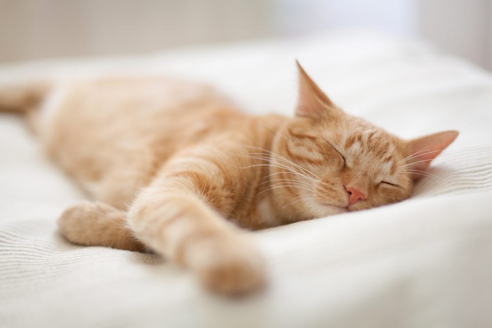 Potential Side Effects and Risks of Gabapentin for Cats