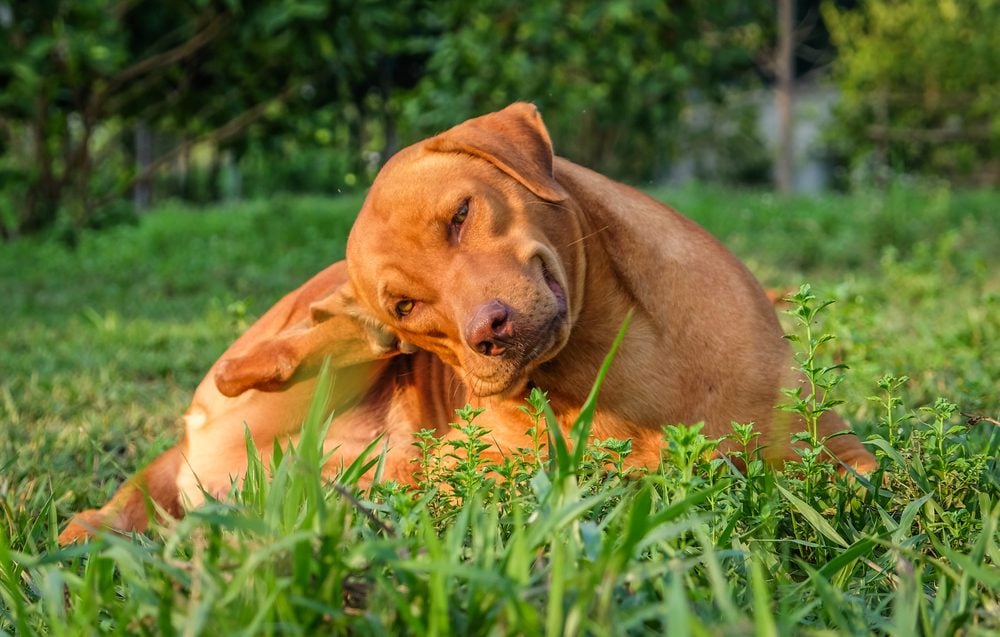 Potential Side Effects and Risks of Galliprant for Dogs