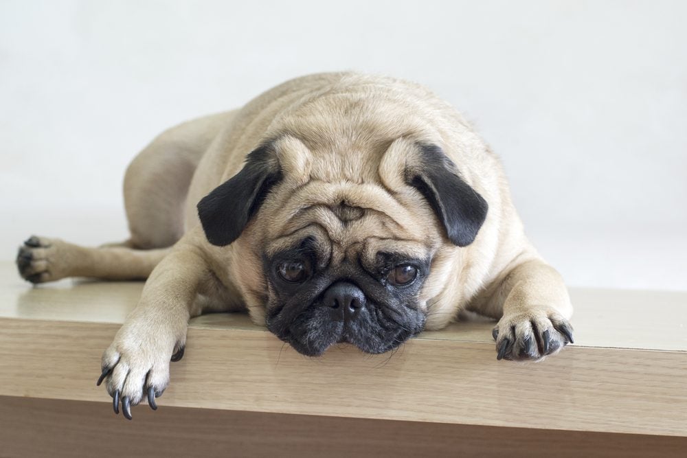 Potential Side Effects and Risks of Imodium for Dogs