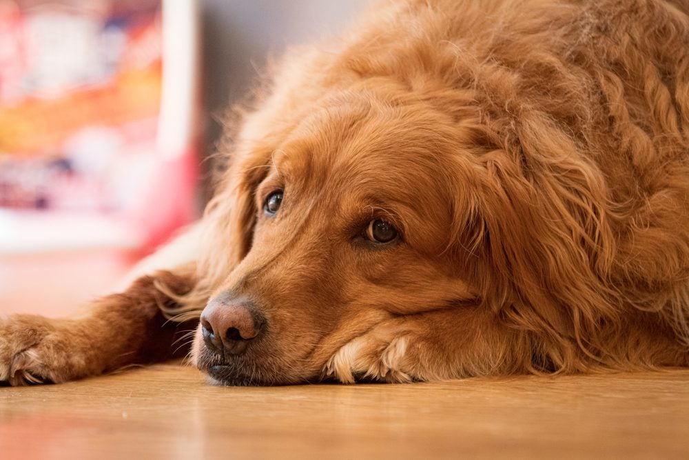 Potential Side Effects and Risks of Trazodone for Dogs