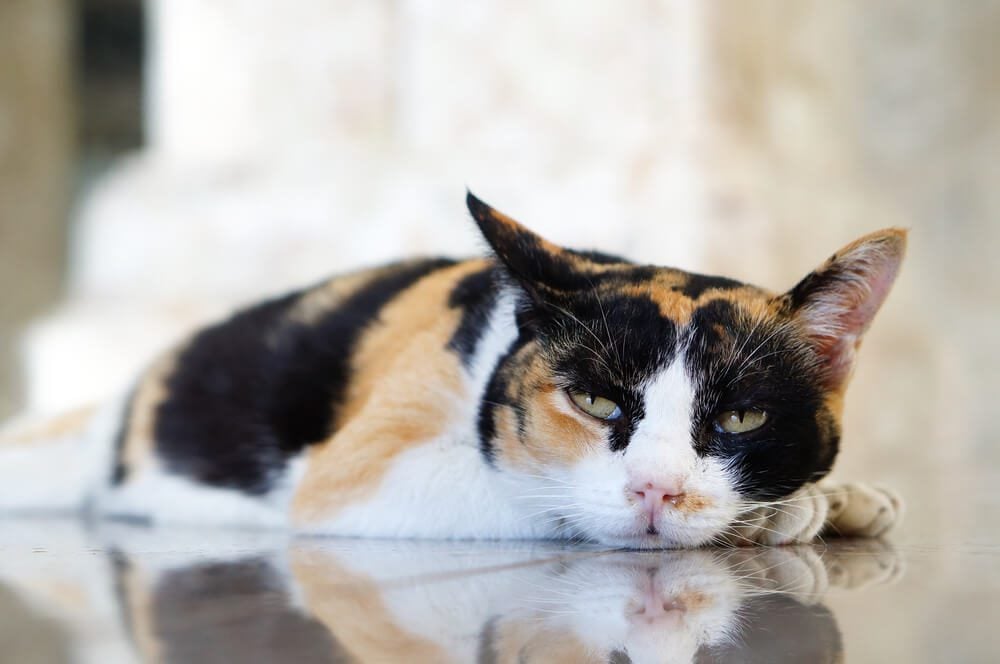 Probiotics For Cats With IBD
