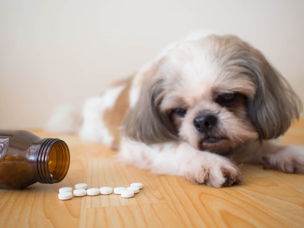 probiotics for dogs with pancreatitis