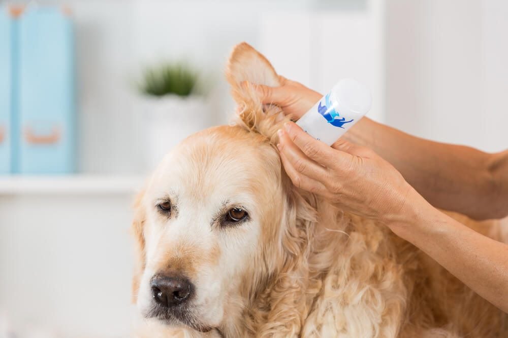 probiotics for dogs ear infection