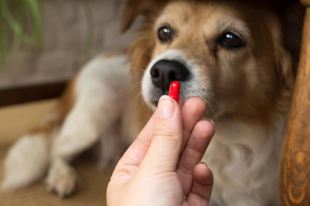 probiotics for senior dogs
