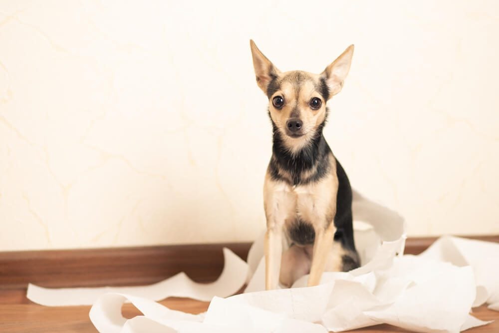 Dog sitting on toilet paper