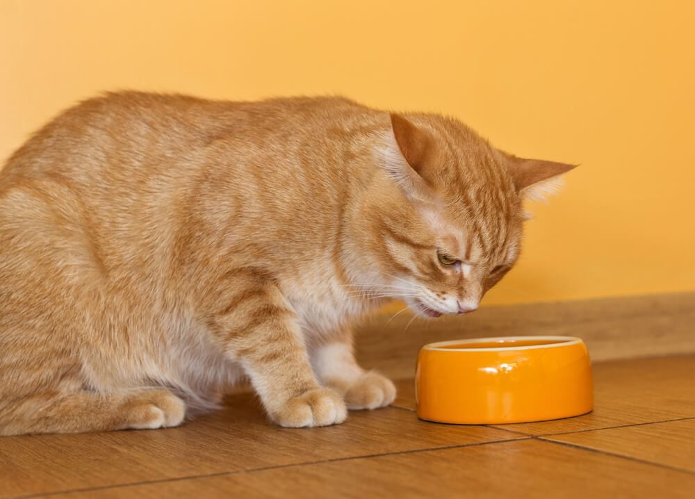 Cat eating Purina cat food