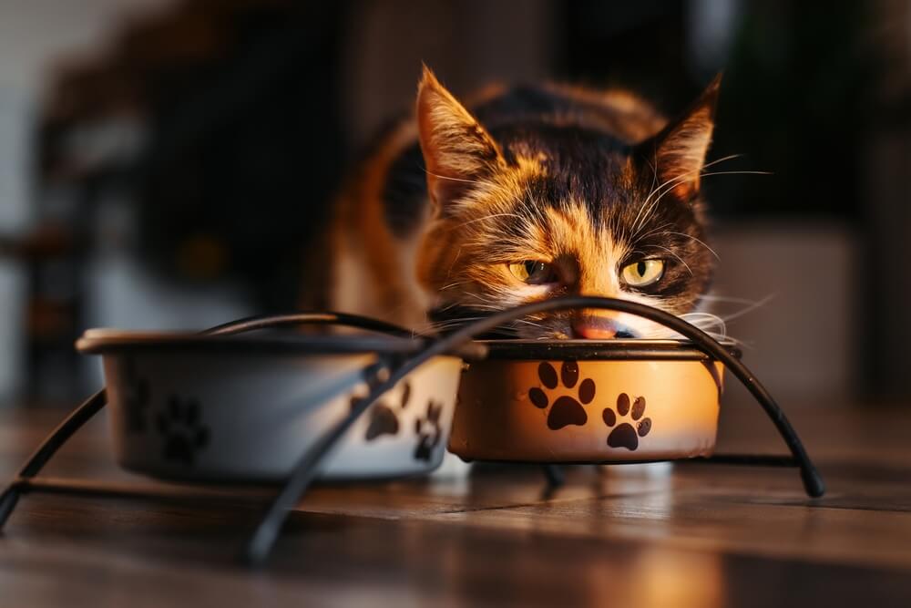 A feline eating Science Diet cat food