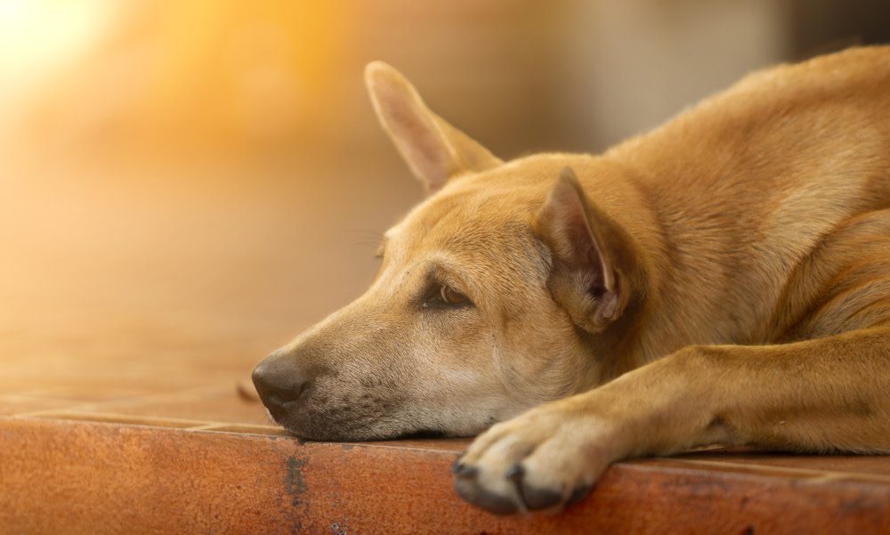 Signs Your Dog Might Have Cancer