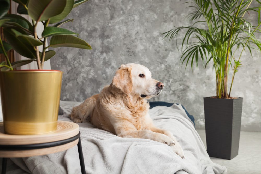 The 10 Best Dog Beds For Golden Retrievers