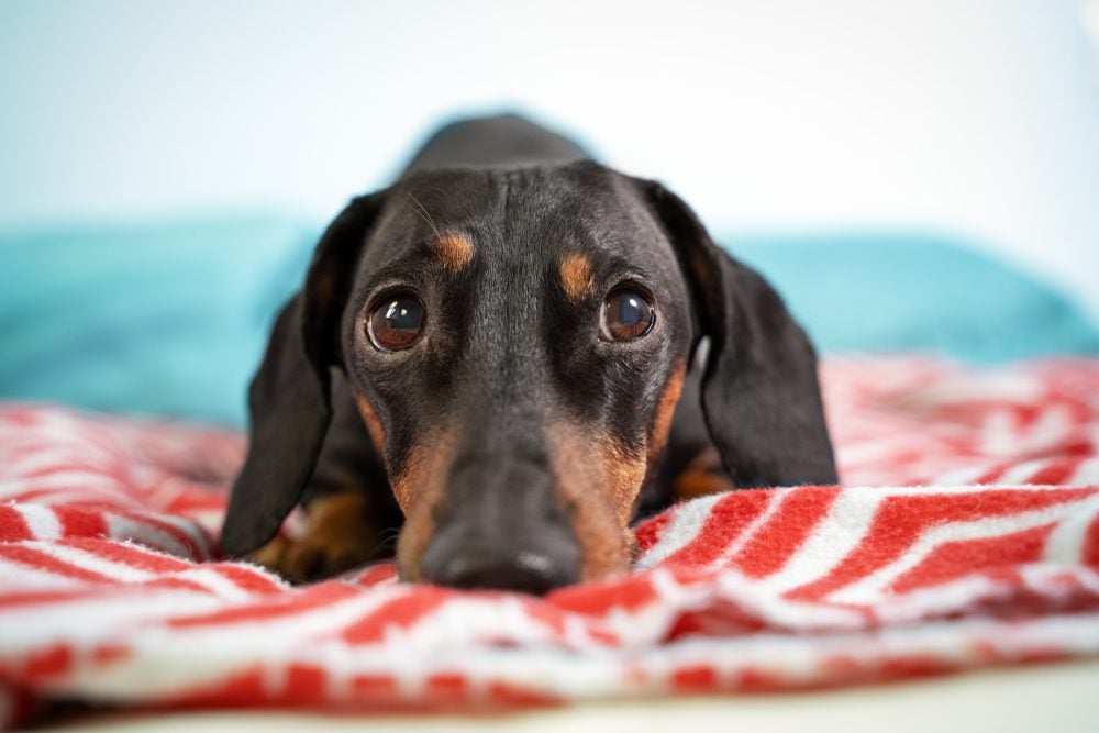 The 10 Best Dog Beds for Dachshunds