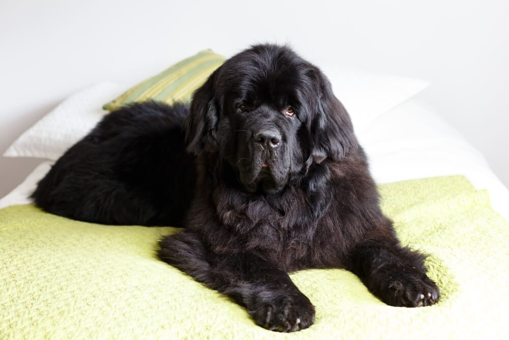 The 10 Best Newfoundland Dog Beds: Meeting Your Dog's Unique Needs