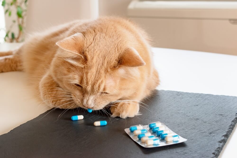 probiotics for cats with diarrhea