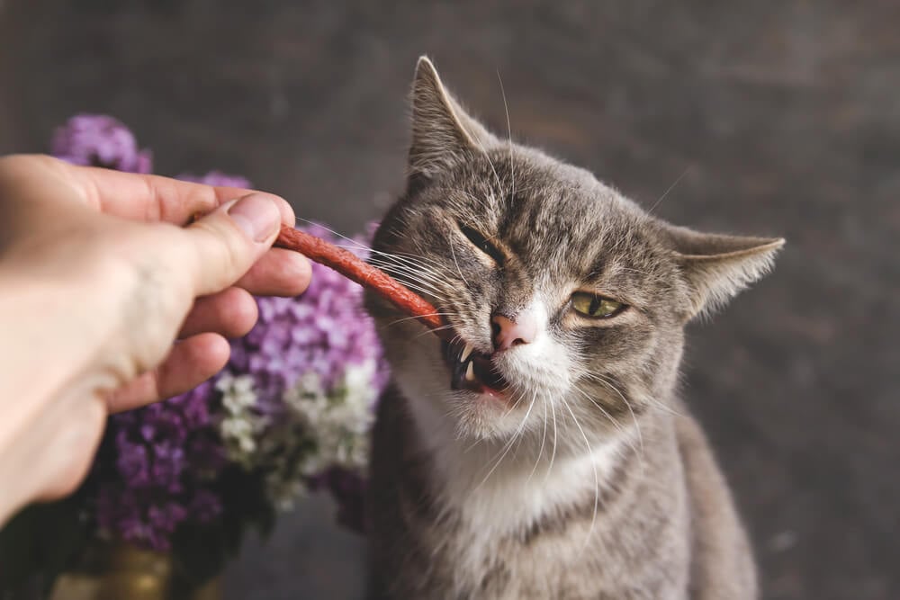 Cat eating a dental stick