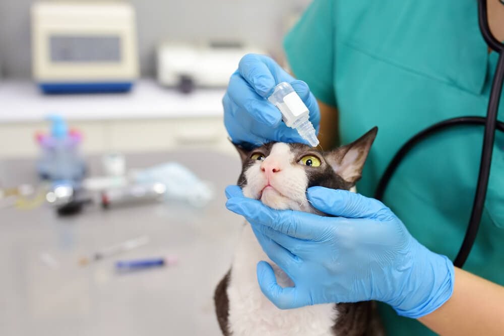 Cat getting eye drops at the vet