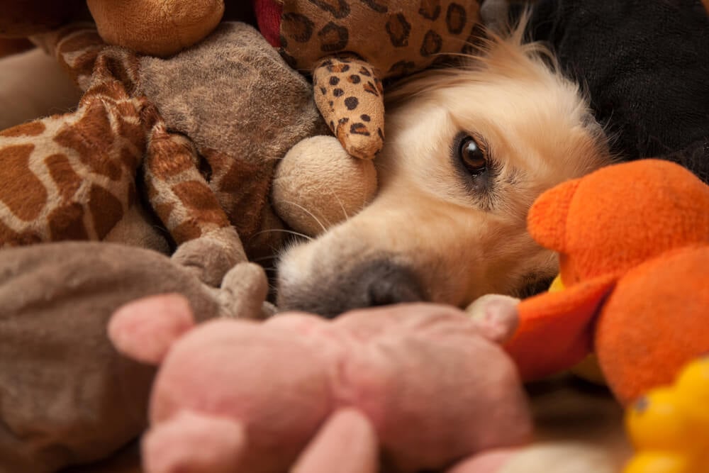 dog lying with his stuffed toys