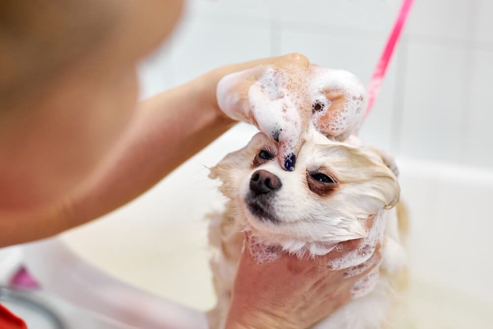 dog getting a bath with hypoallergenic shampoo
