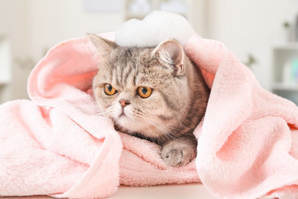 cat wrapped up in a towel after getting a bath