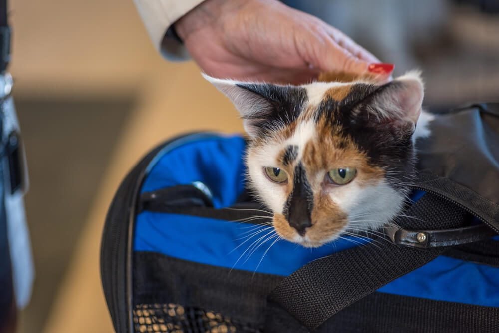 cat in sling carrier