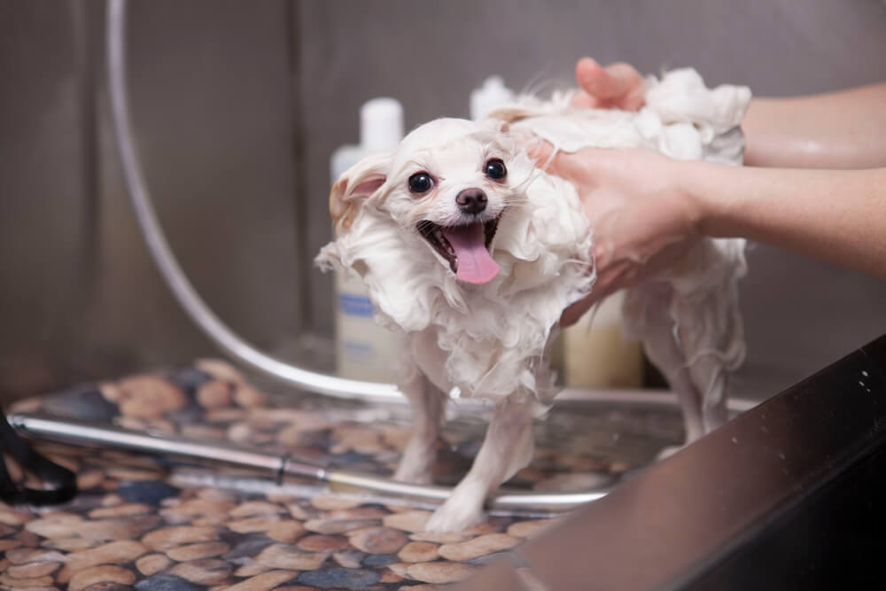 chlorhexidine shampoo for dogs