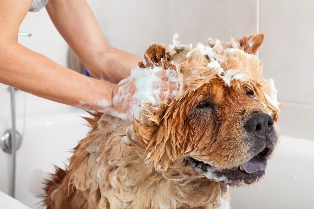 antifungal shampoo for dogs