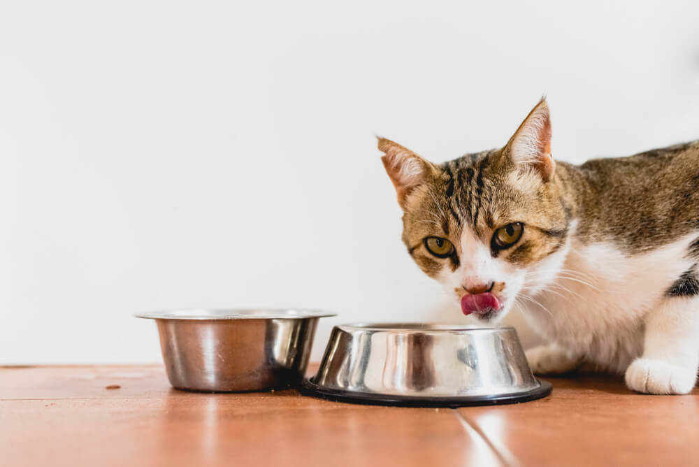 cat eating from stainless steel cat bowl