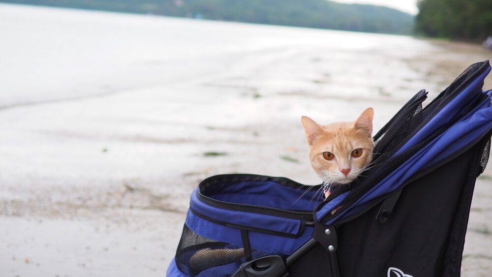 an orange feline inside a cat carrier