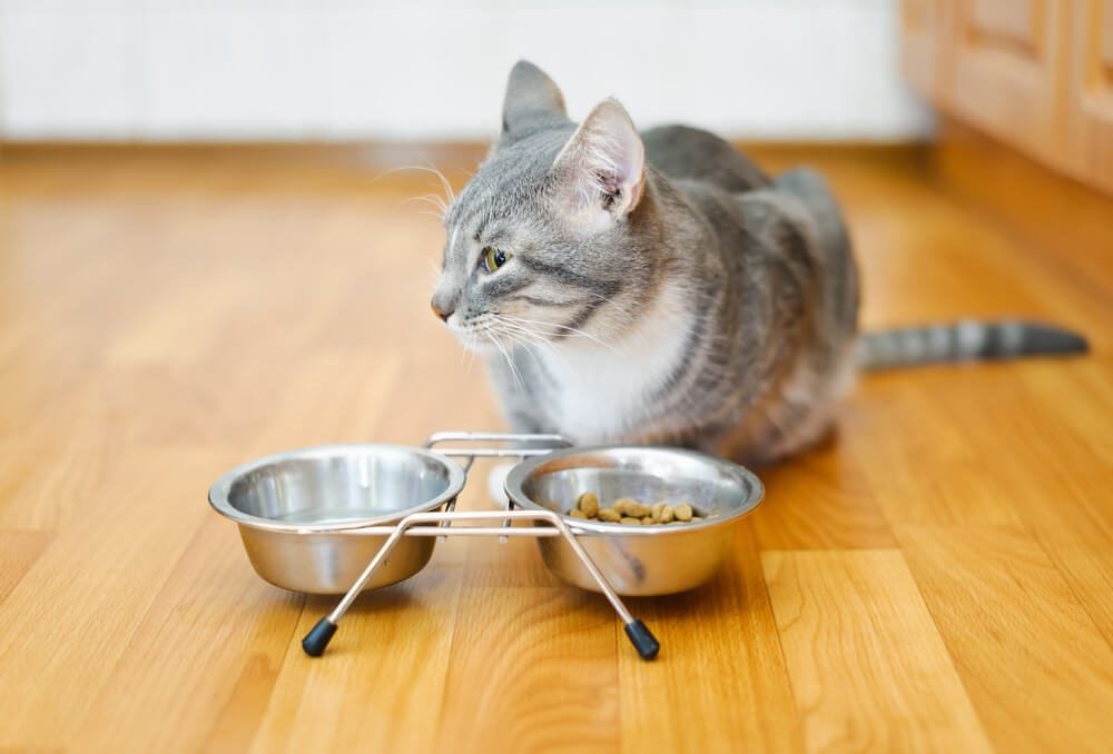 cat with anti-vomit cat bowl