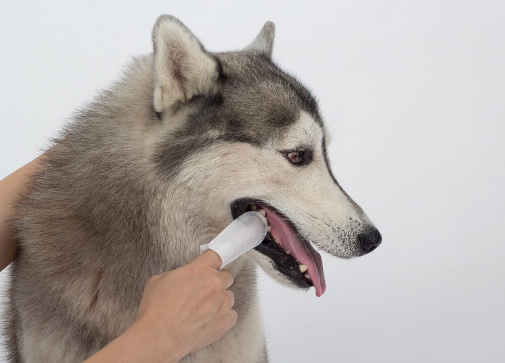 Dog getting its teeth brushed with dental wipes