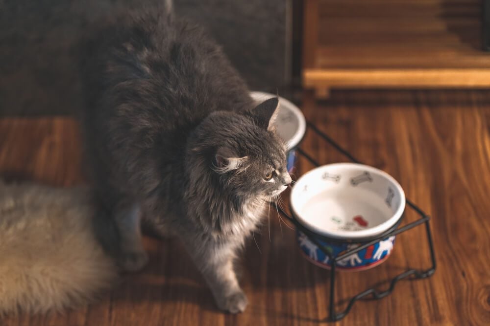 cat with raised cat bowl