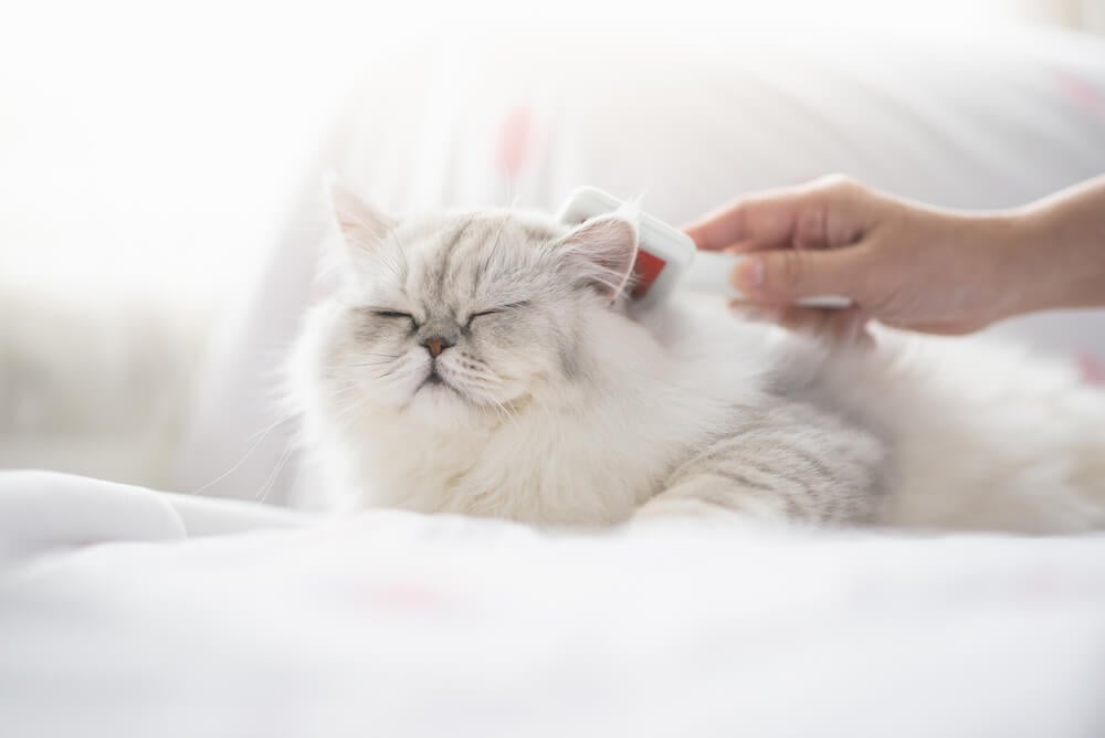 cat getting brushed
