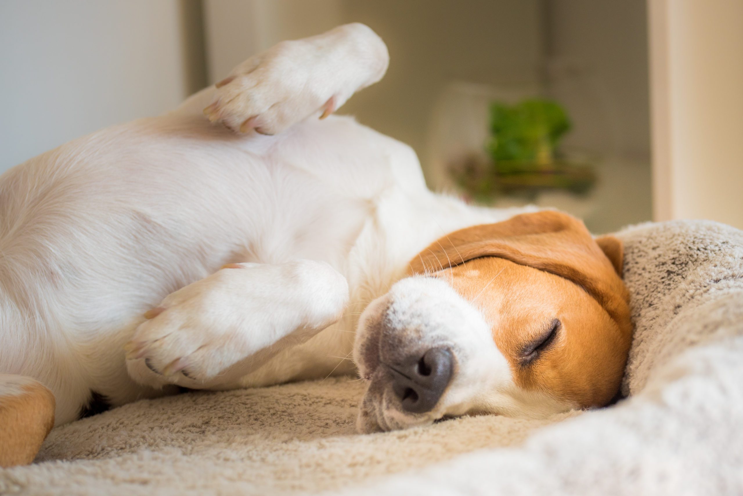 The Best Calming Dog Beds for Your Anxious Dog