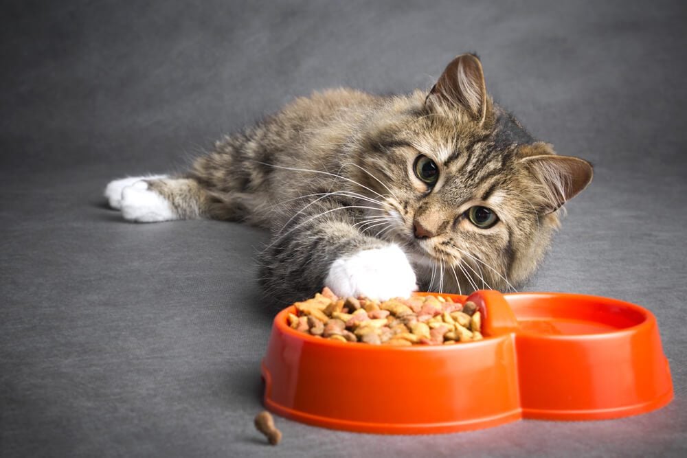 The Best Cat Food According to a Veterinarian