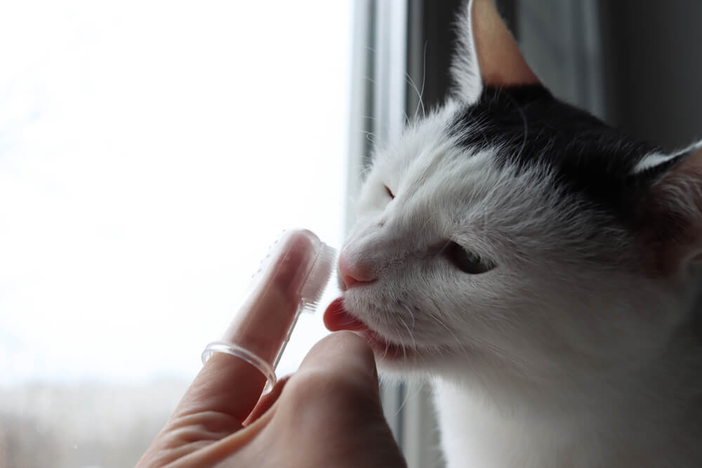 Cat licking cat toothpaste