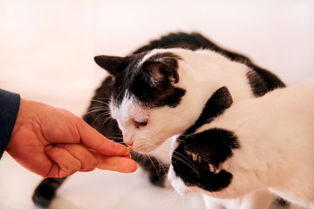 cats sniffing cat treats