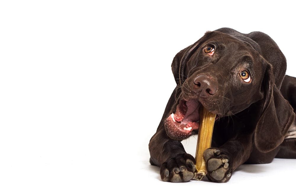 best dental dog chews for dogs