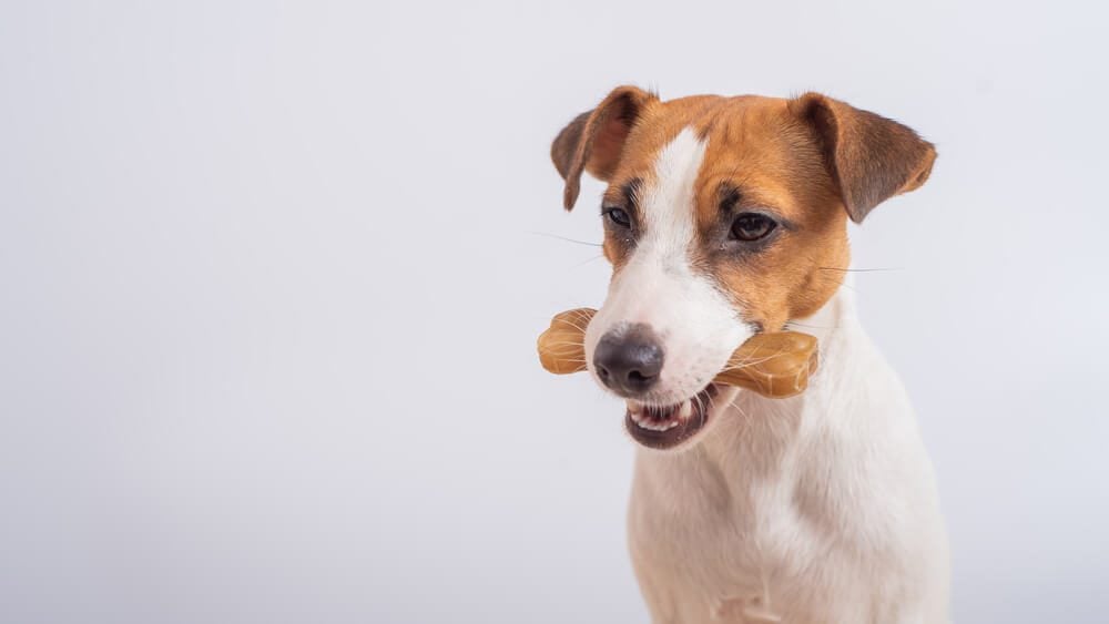 Dog with a dental chew in its mouth