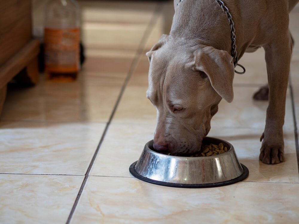 Dog Food for Pit Bull