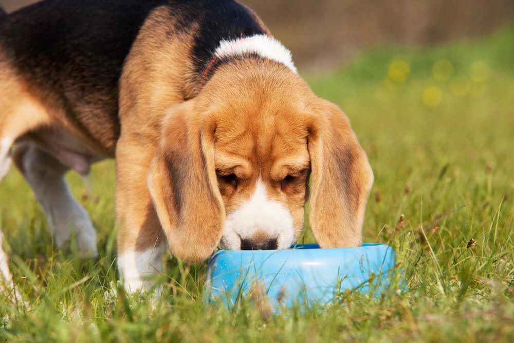 Dog Food for Sensitive Stomach