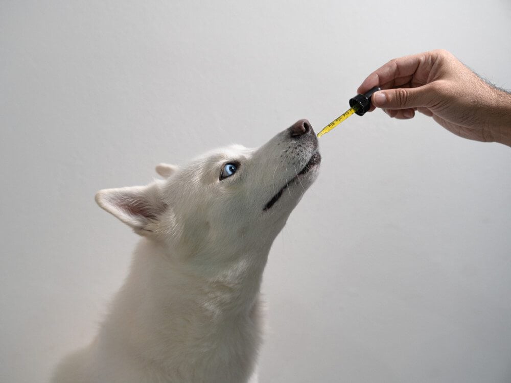 Eye Supplements for Dogs