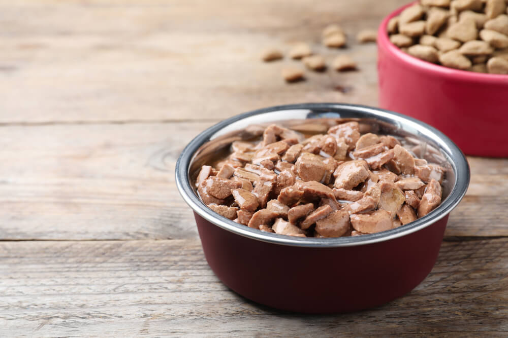 The Best High-Protein Dog Foods: Reviews and Our Top Picks