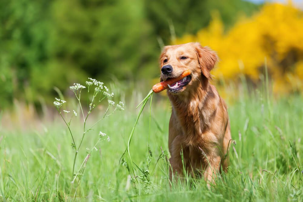 natural immune booster for dogs