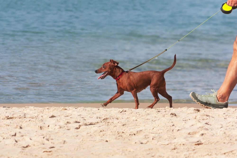Dog on a retractable leash
